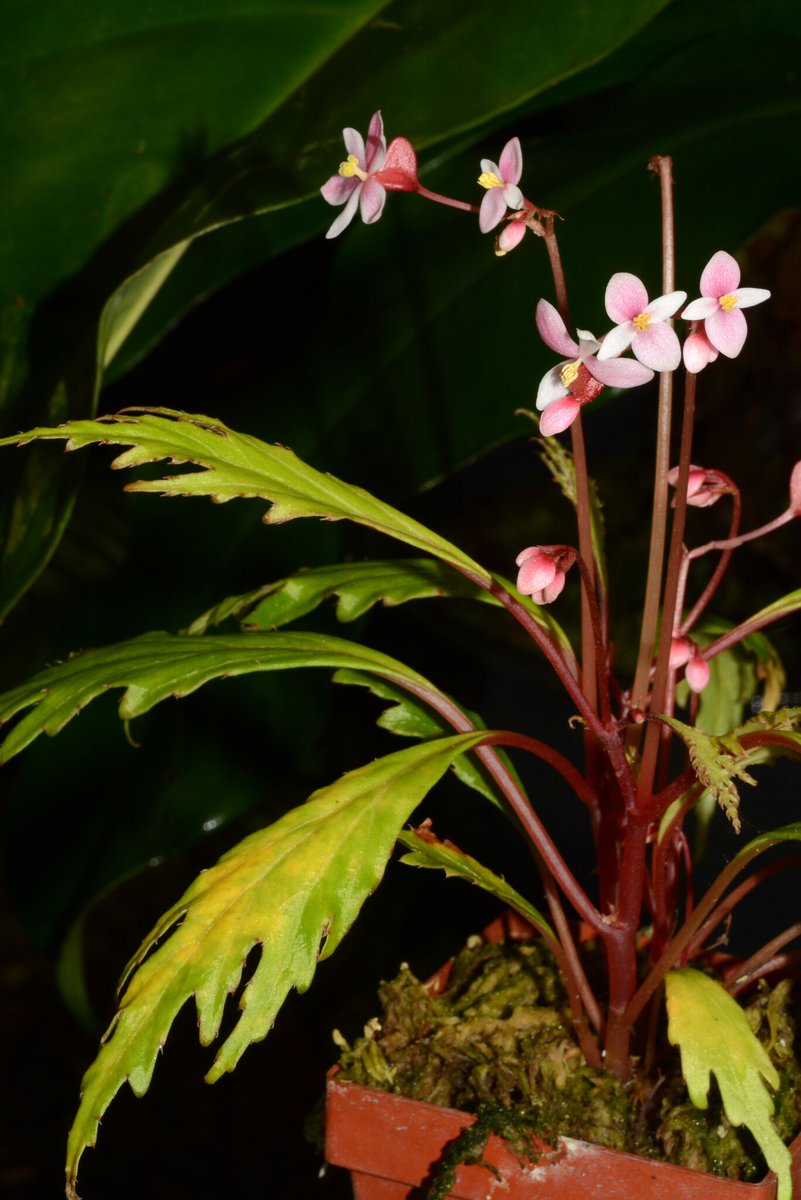B. nosymangabensis